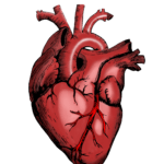 Diferentes tipos de cirurgia cardiovascular