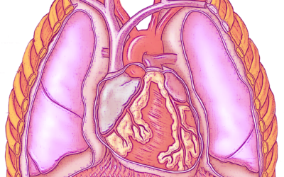 Cirurgia cardiotorácica | Cirurgia torácica Cirurgia médica complexa