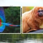 A Floresta Amazônica | Animais, Aves e Outras Espécies