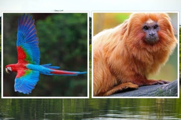 A Floresta Amazônica | Animais, Aves e Outras Espécies