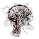 Meningite | Doença Mortal do Cérebro